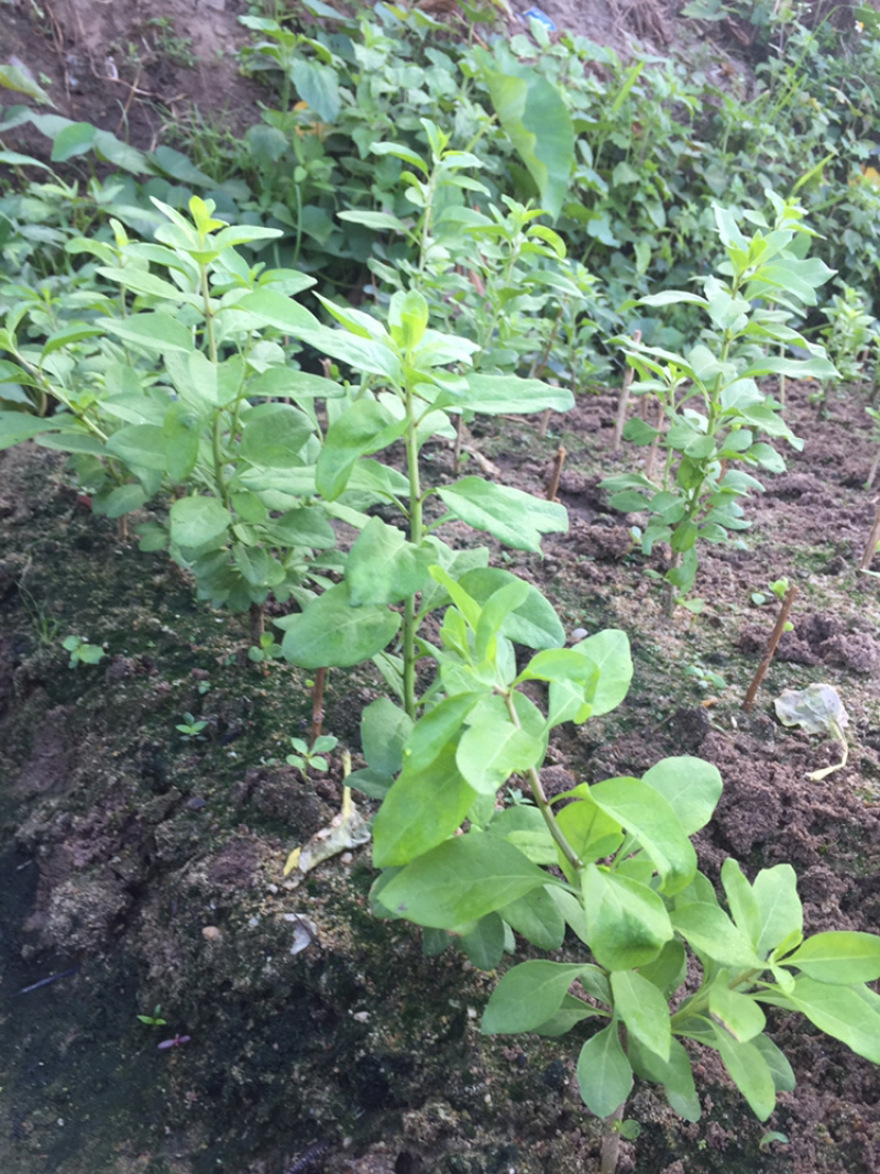 大叶枸杞苗叶用枸杞种苗食叶型广东枸杞苗煲汤专用