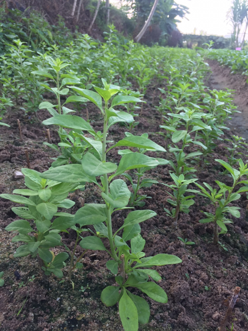 大叶枸杞苗叶用枸杞种苗食叶型广东枸杞苗煲汤专用