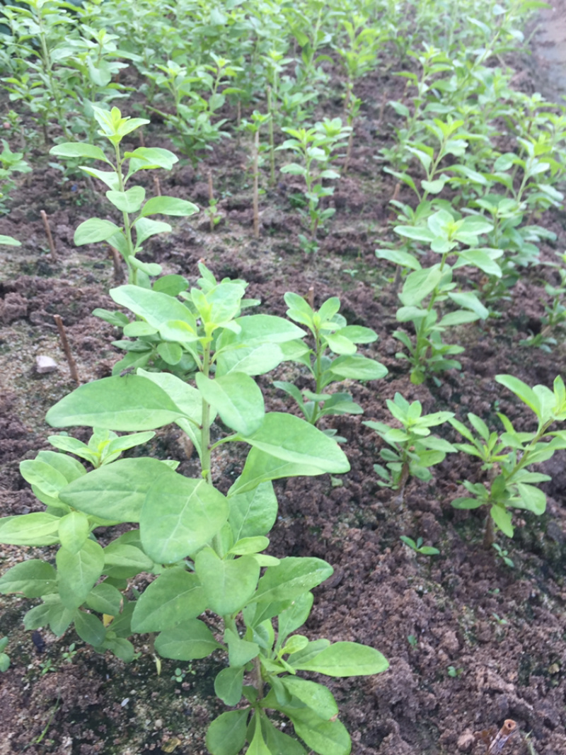 大叶枸杞苗叶用枸杞种苗食叶型广东枸杞苗煲汤专用