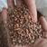 黑松种子产地供应品种纯正保出芽率支持全国各地发货