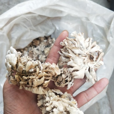 食用菌