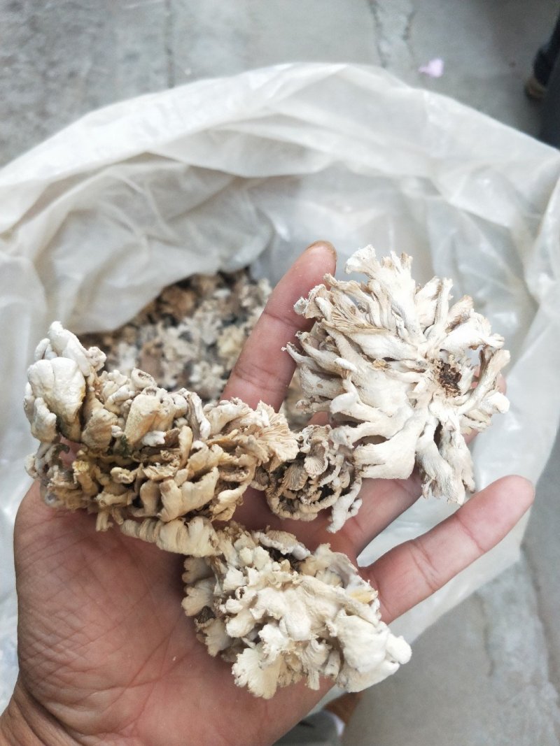 食用菌