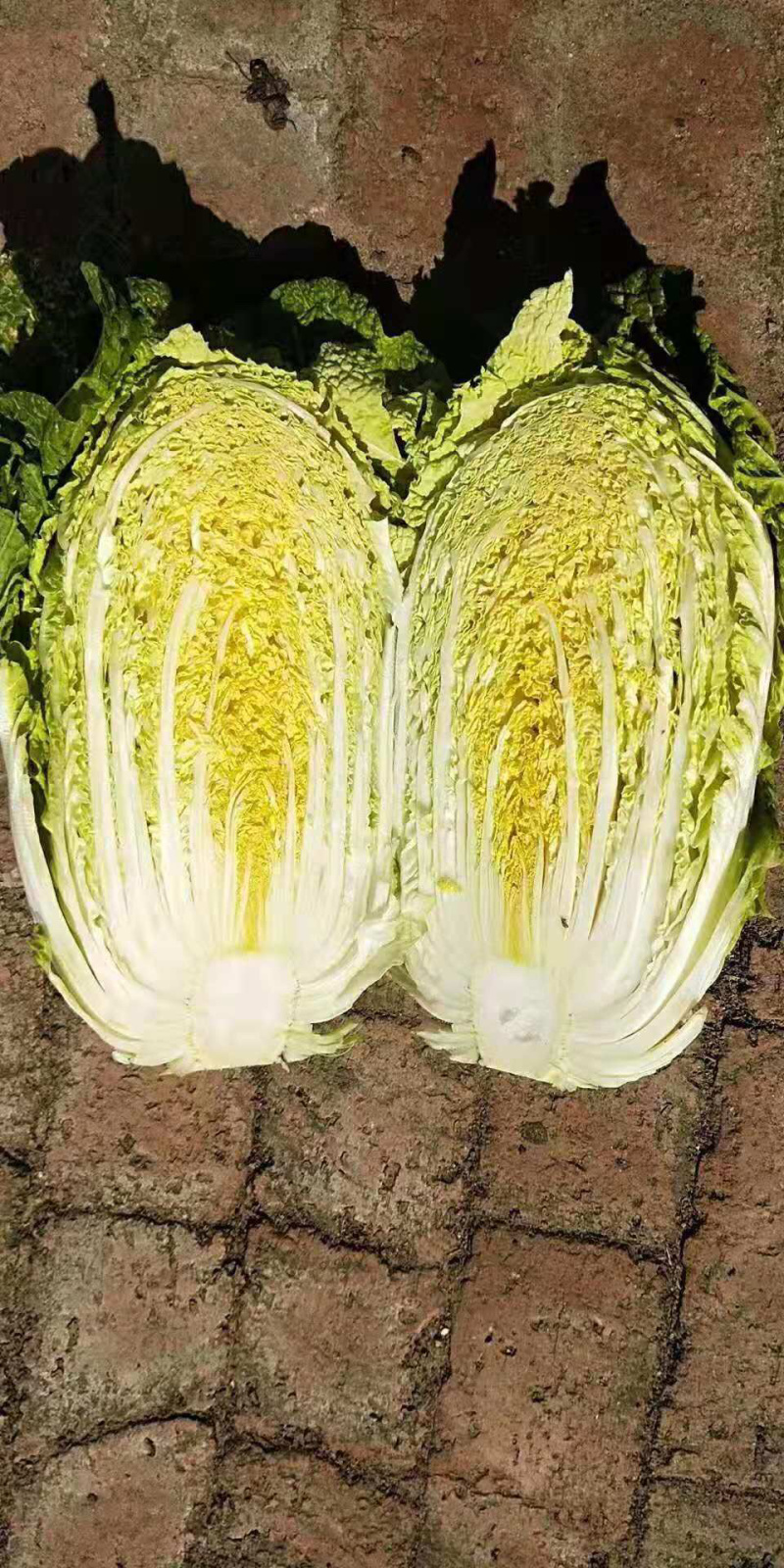 凌海精品黄心大白菜货源充足产地直销