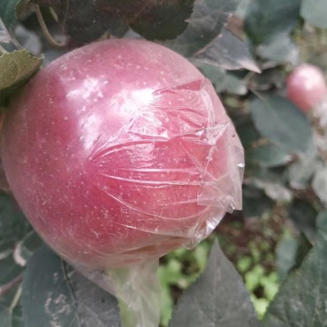 花红，果红，斗南