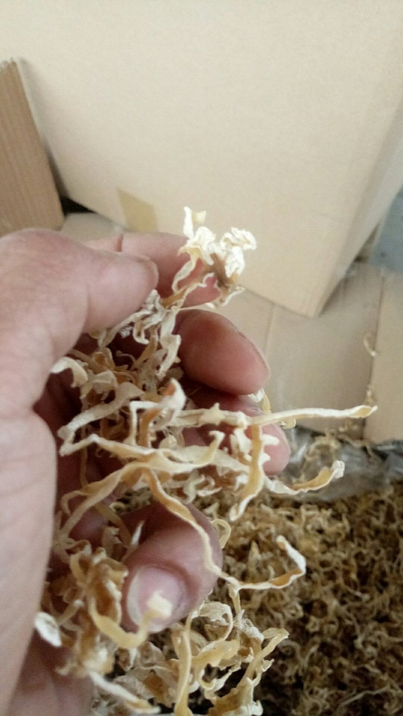 木耳丝