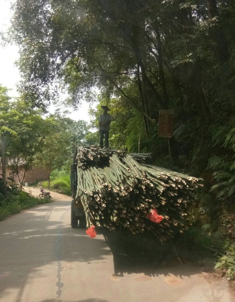 大量出售各种规格搭建筑构架竹竿