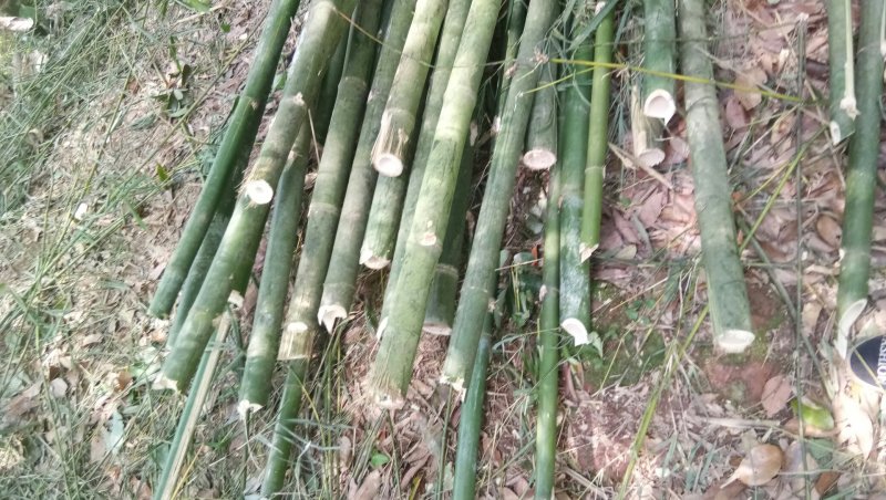 大量出售各种规格搭建筑构架竹竿