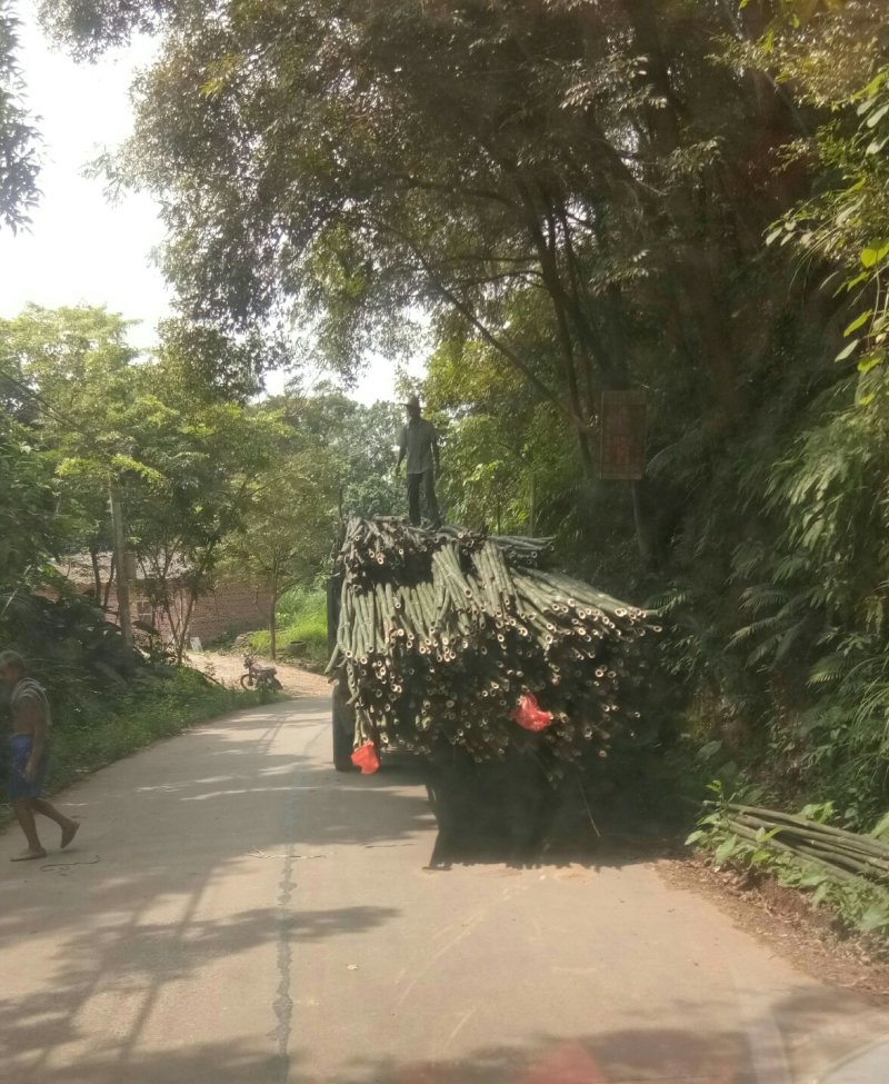 大量出售各种规格搭建筑构架竹竿