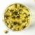 桐乡胎菊王菊花茶杭白菊胎菊花茶花草茶叶批发散装