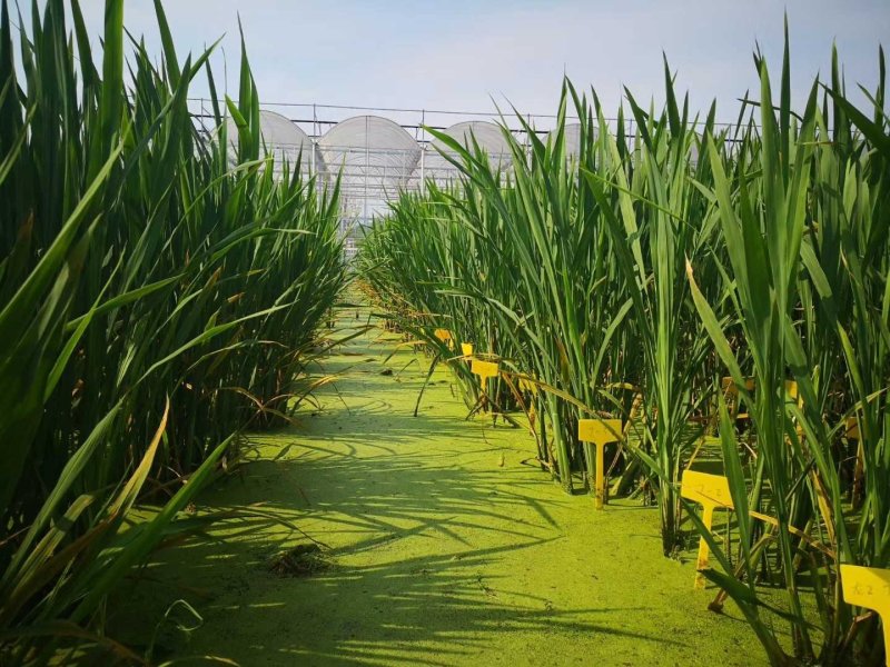 双季茭白种苗，金华直发浙茭7号，浙茭3号双季茭白苗，