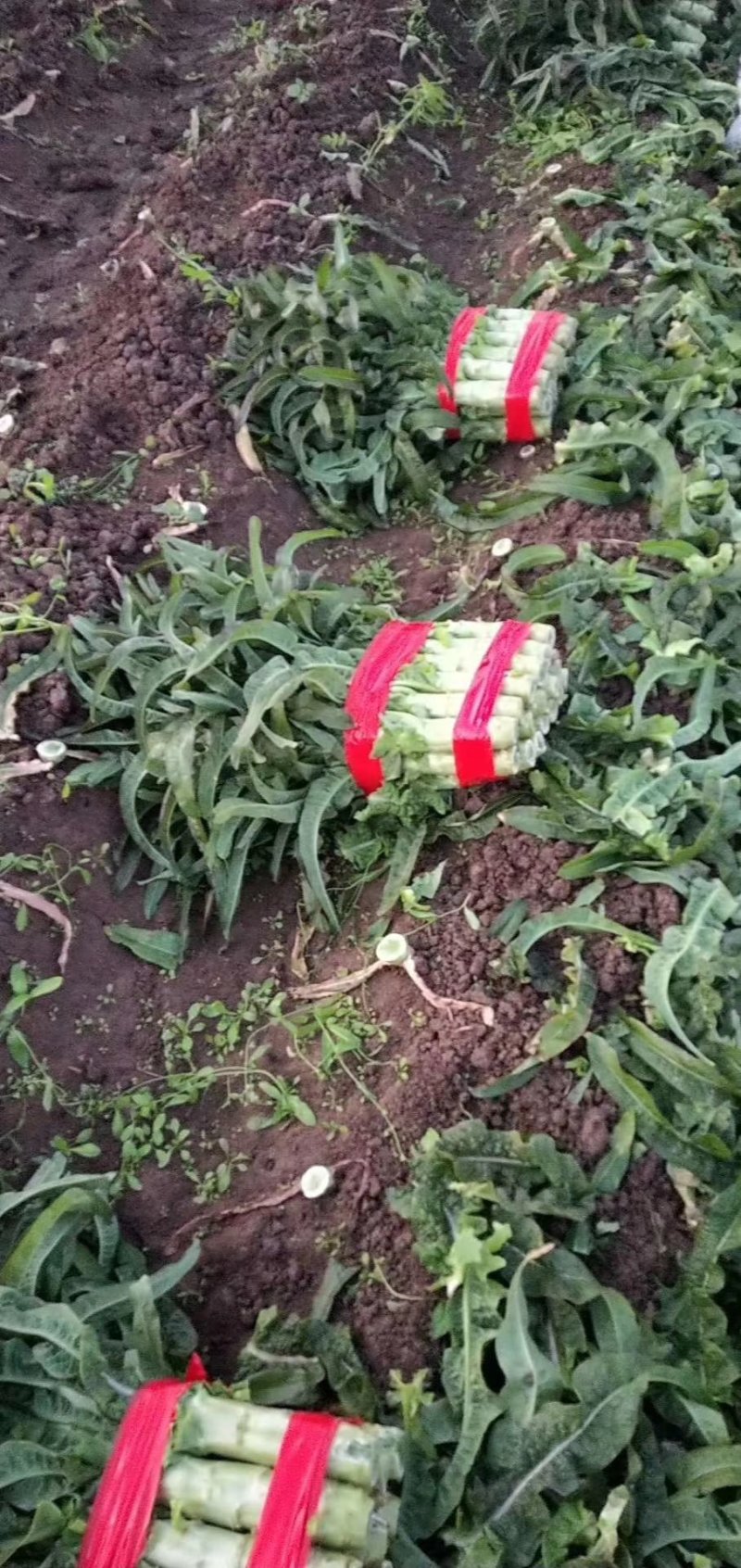 精品红叶香莴笋/青皮绿肉/产地直供/质好量大/脆嫩价优