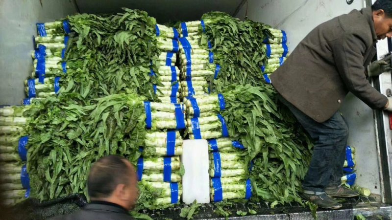 精品红叶香莴笋/青皮绿肉/产地直供/质好量大/脆嫩价优