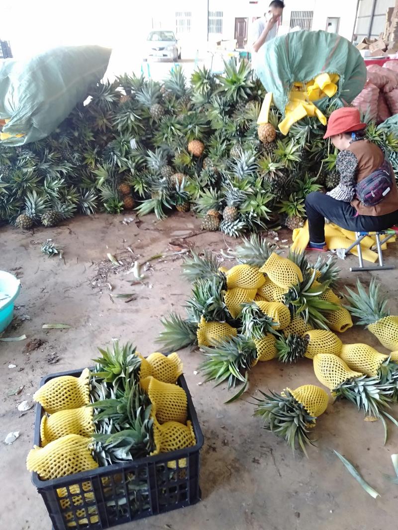 西双版纳傣族自治州无眼菠萝，现在正式大量上市，价格便宜，