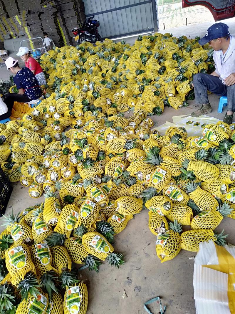 西双版纳傣族自治州无眼菠萝，现在正式大量上市，价格便宜，