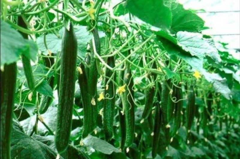 黄瓜籽种蔬菜种子春夏秋三季播种蔬菜水果黄瓜