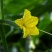 黄瓜籽种蔬菜种子春夏秋三季播种蔬菜水果黄瓜