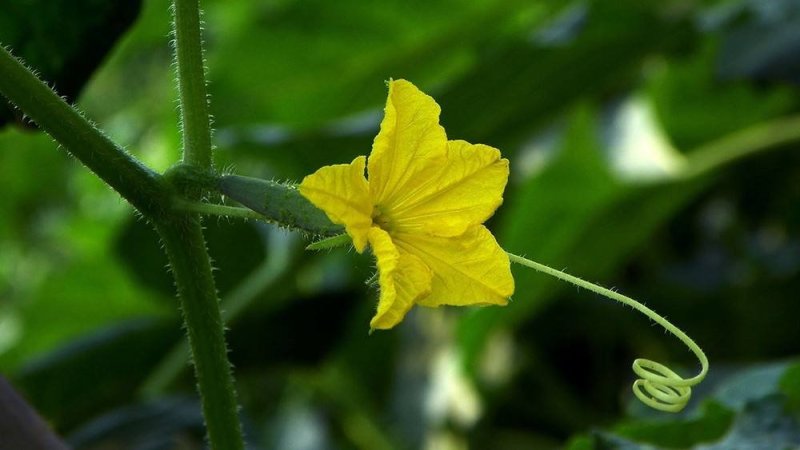 黄瓜籽种蔬菜种子春夏秋三季播种蔬菜水果黄瓜