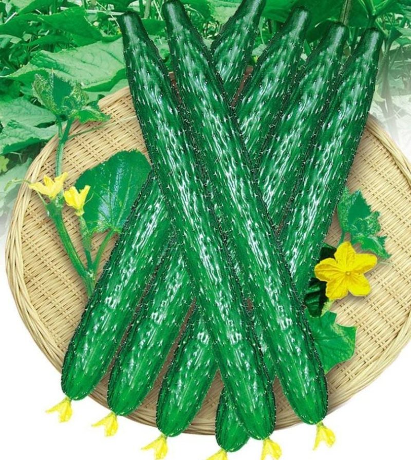 黄瓜籽种蔬菜种子春夏秋三季播种蔬菜水果黄瓜