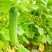 黄瓜籽种蔬菜种子春夏秋三季播种蔬菜水果黄瓜