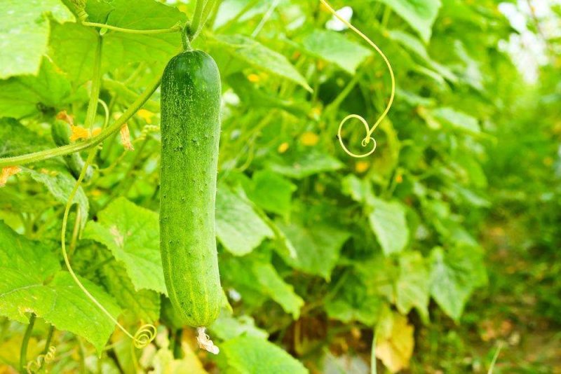 黄瓜籽种蔬菜种子春夏秋三季播种蔬菜水果黄瓜