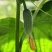 黄瓜籽种蔬菜种子春夏秋三季播种蔬菜水果黄瓜