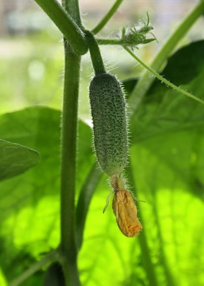 黄瓜籽种蔬菜种子春夏秋三季播种蔬菜水果黄瓜