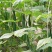 黄瓜籽种蔬菜种子春夏秋三季播种蔬菜水果黄瓜