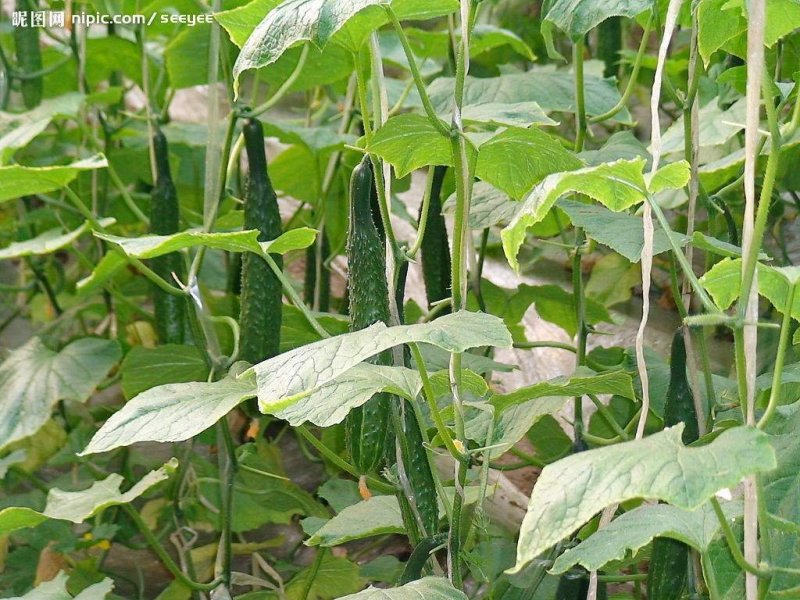 黄瓜籽种蔬菜种子春夏秋三季播种蔬菜水果黄瓜