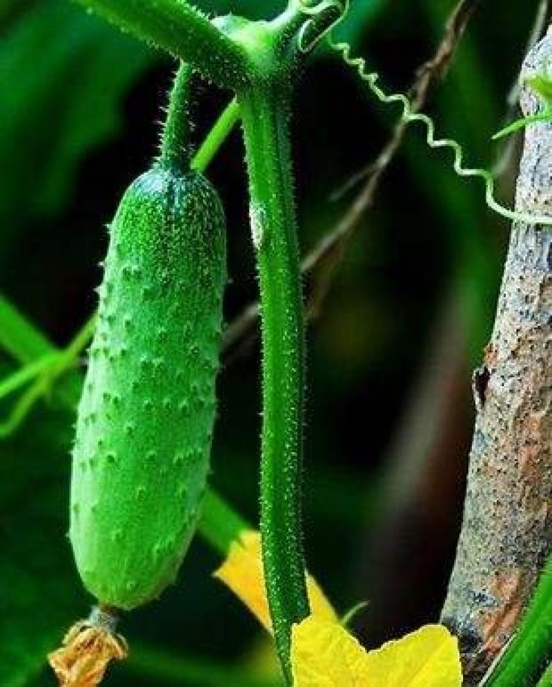 黄瓜籽种蔬菜种子春夏秋三季播种蔬菜水果黄瓜