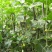 黄瓜籽种蔬菜种子春夏秋三季播种蔬菜水果黄瓜