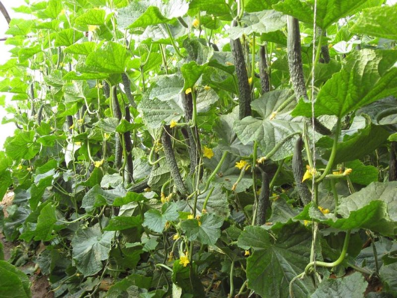 黄瓜籽种蔬菜种子春夏秋三季播种蔬菜水果黄瓜