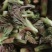 大山里的乌龙头苗