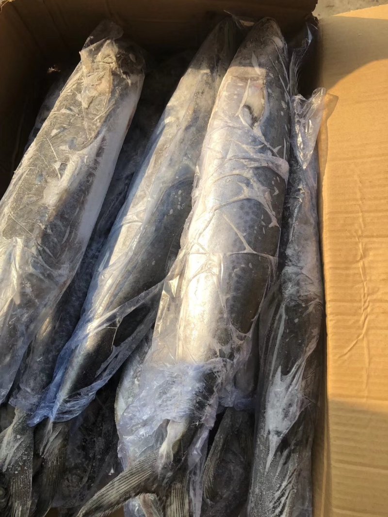 新鲜马鲛鱼