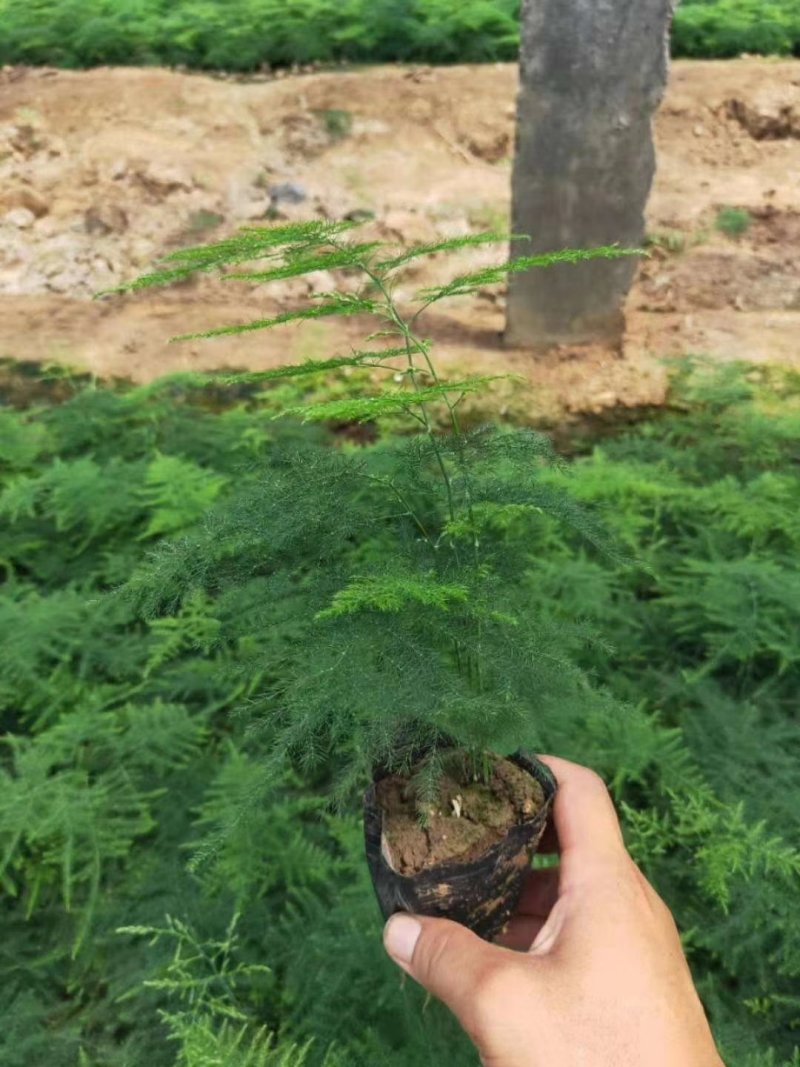 文竹，苗子厚实，油亮，分叉多