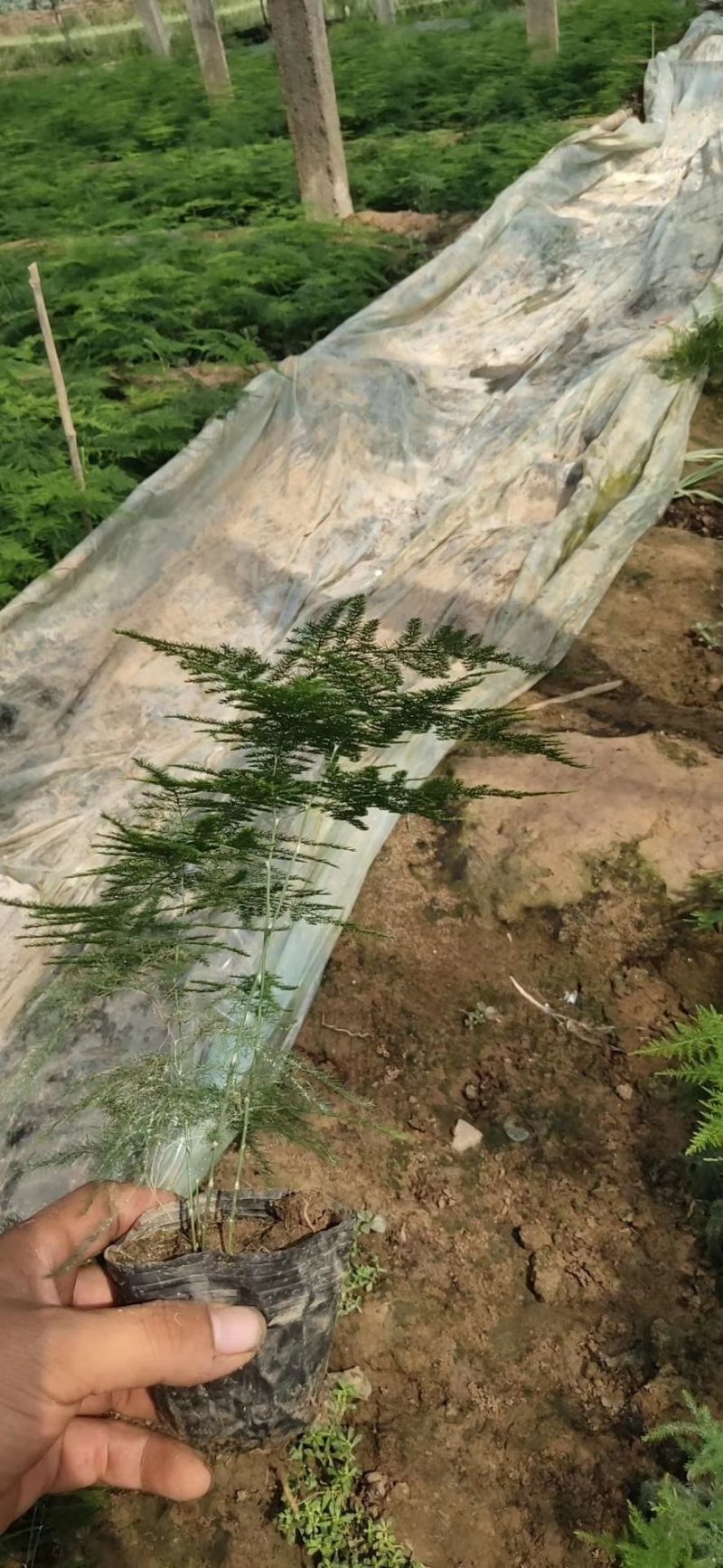 文竹，苗子厚实，油亮，分叉多