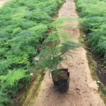 文竹，苗子厚实，油亮，分叉多