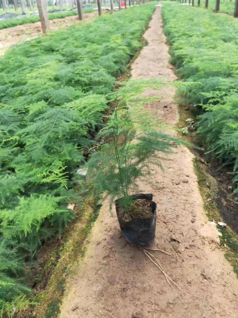 文竹，苗子厚实，油亮，分叉多
