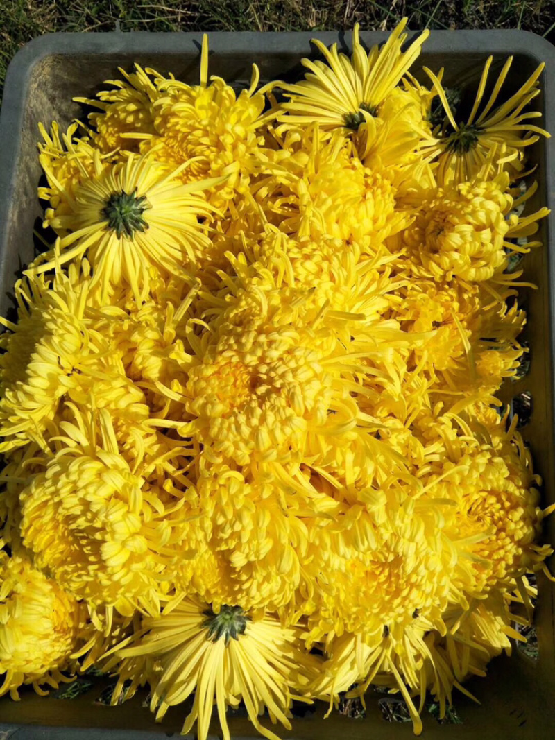金丝皇菊