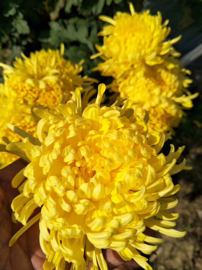 金丝皇菊