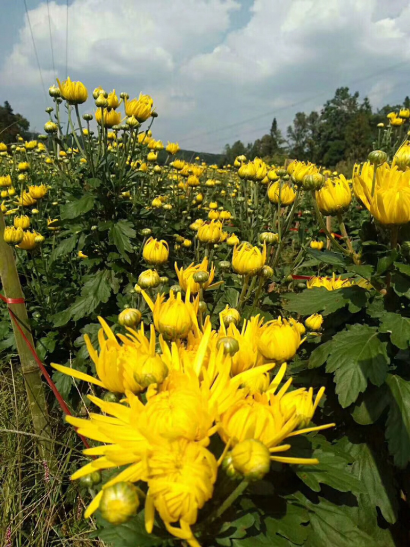 金丝皇菊
