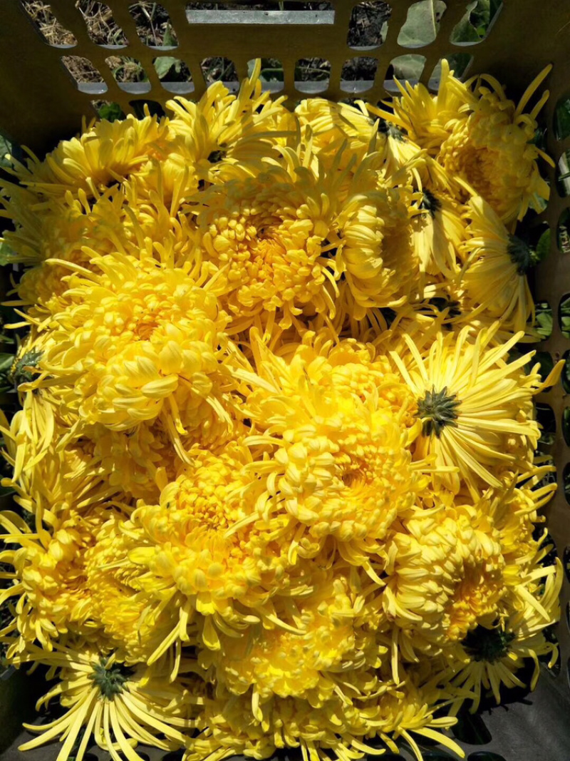 金丝皇菊
