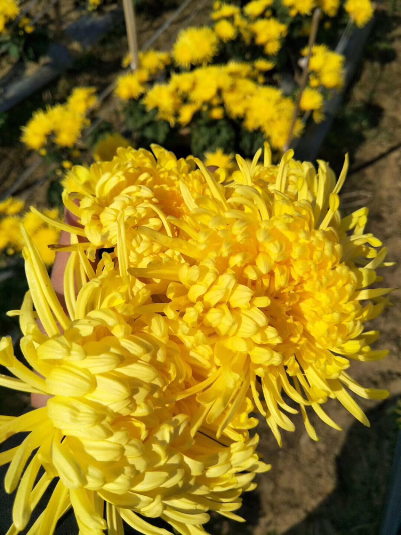 金丝皇菊