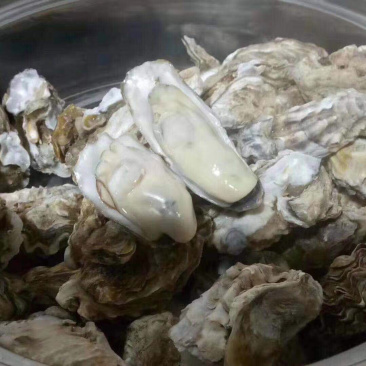 新鲜生蚝牡蛎鲜活发货