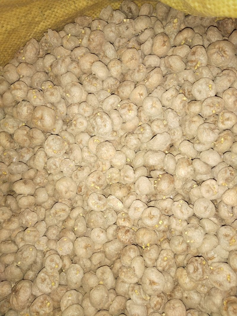 汉中纯手选元胡种量大上门指导