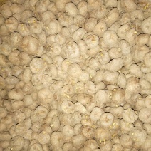 汉中纯手选元胡种量大上门指导