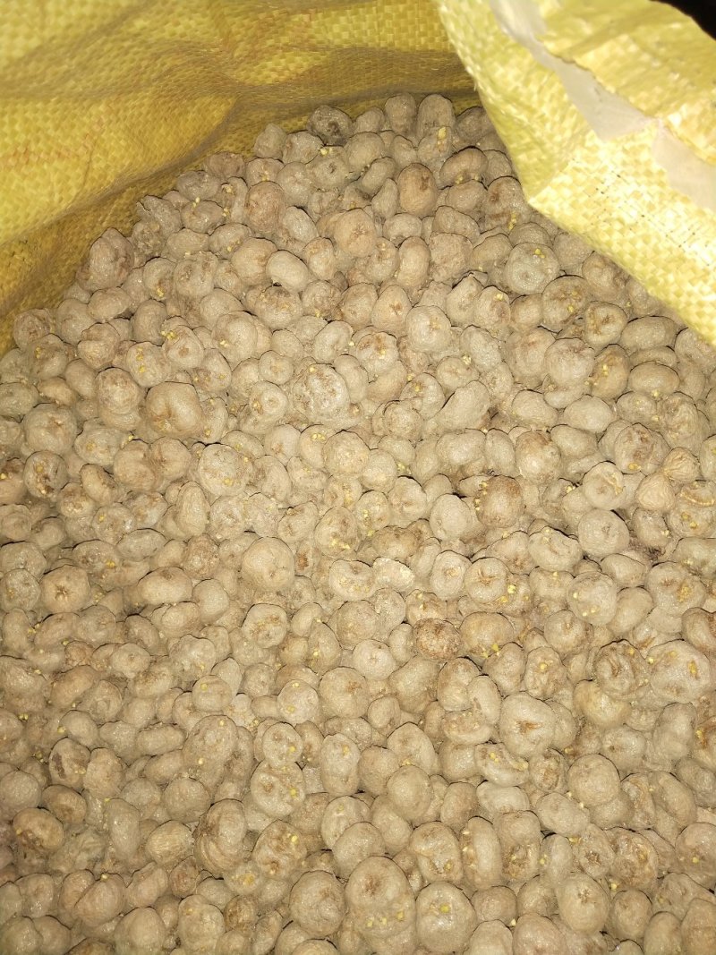 汉中纯手选元胡种量大上门指导
