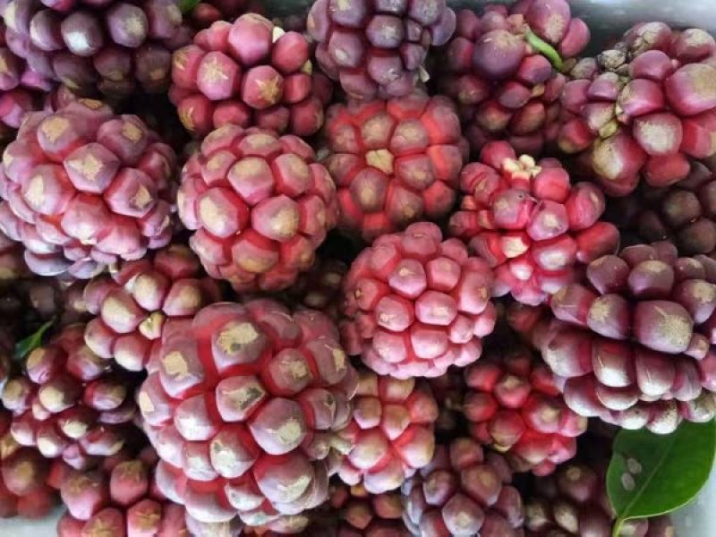 🔥满减100送10株【布福娜】大厚叶巨果精品包活包技术