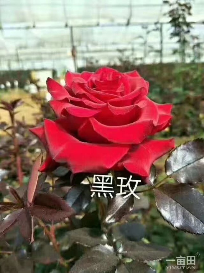 玫瑰苗，月季种苗适用于盆栽种植绿化工程基地批发