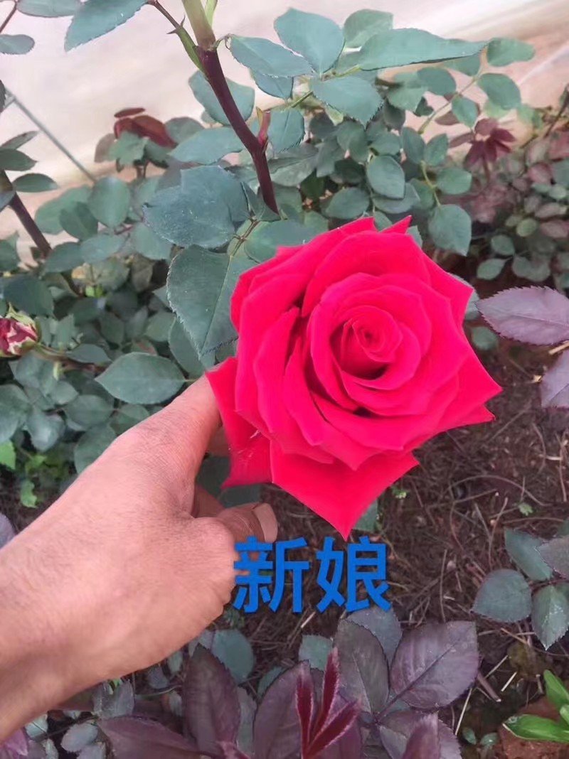 玫瑰苗，月季种苗适用于盆栽种植绿化工程基地批发