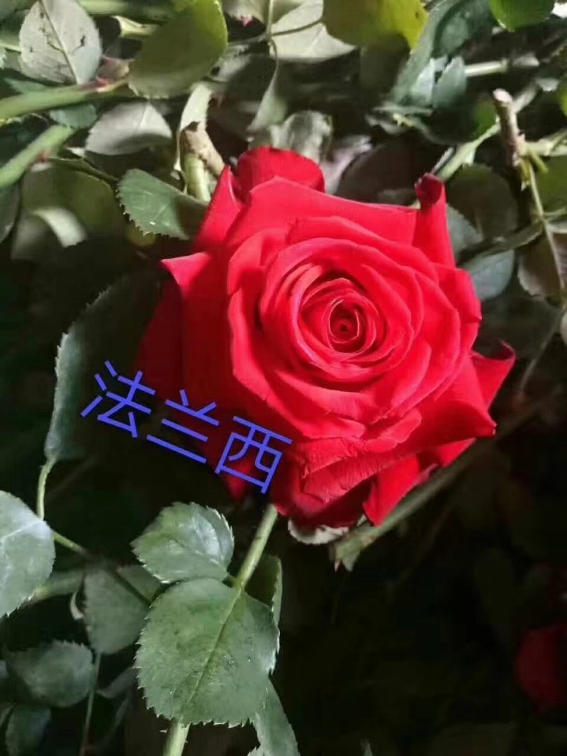玫瑰苗，月季种苗适用于盆栽种植绿化工程基地批发